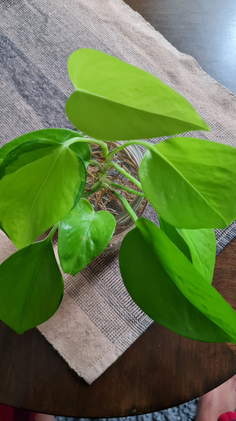 Neon Pothos Plant Rooted in Water! 🌱🌱