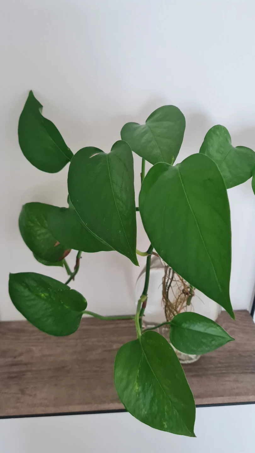 Pothos in glass bottle🌱🌱