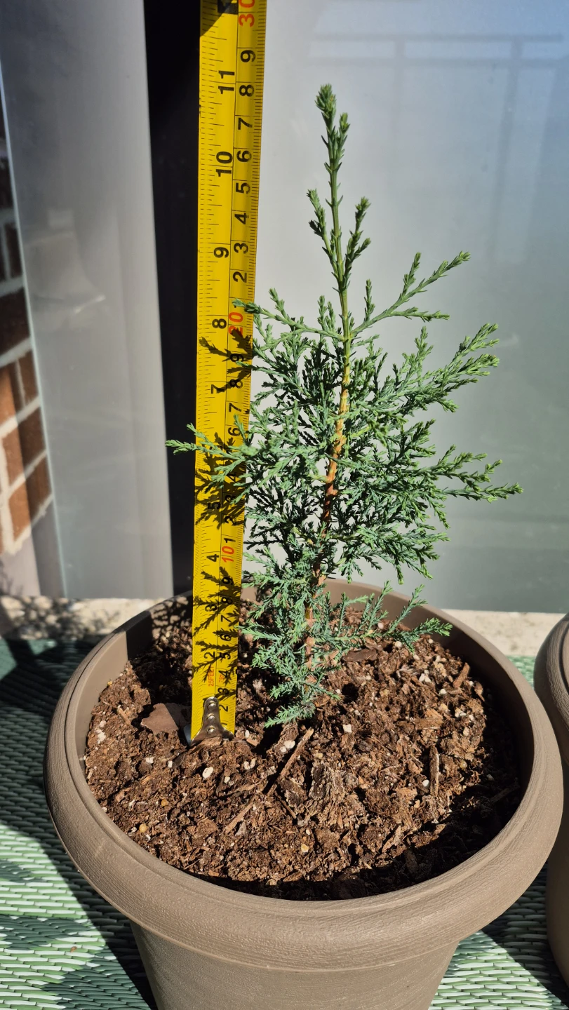 Two Small Cypress Plants - photo 5