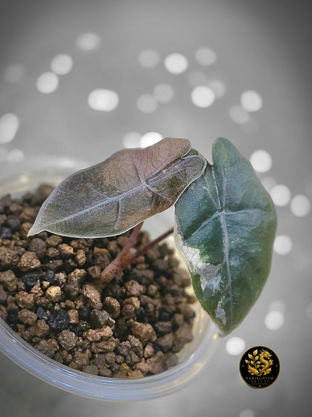 Alocasia pseudosanderiana "Lavender Fault" - photo 2