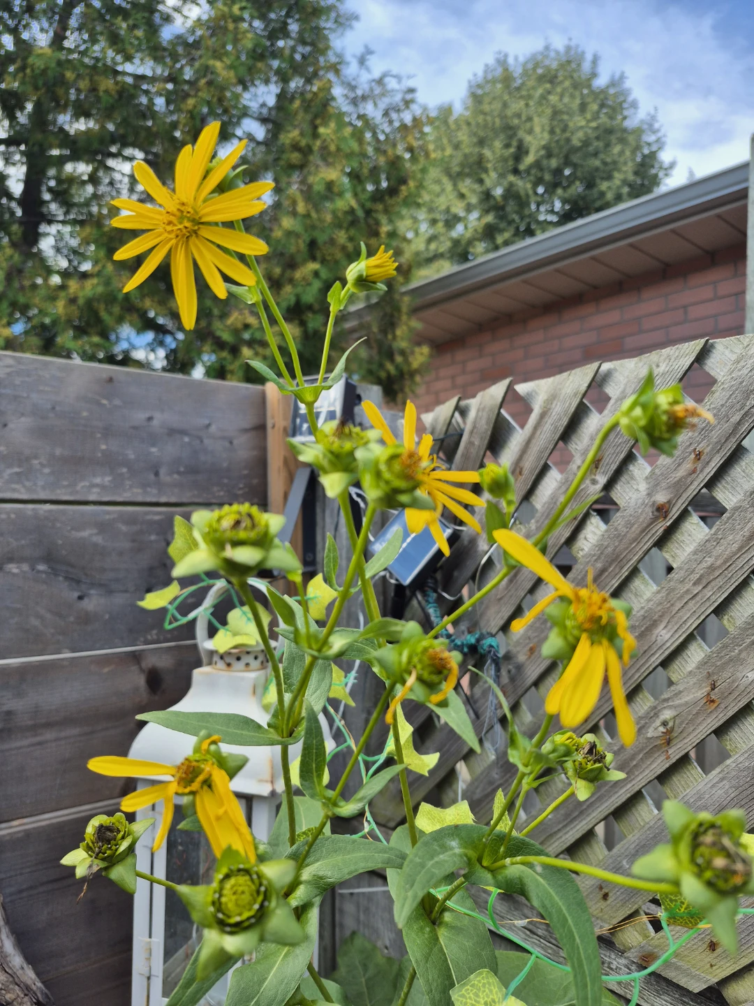 Yellow Cup plants
