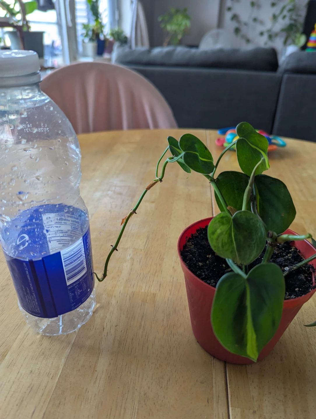Philodendron Brasil Plant - photo 2