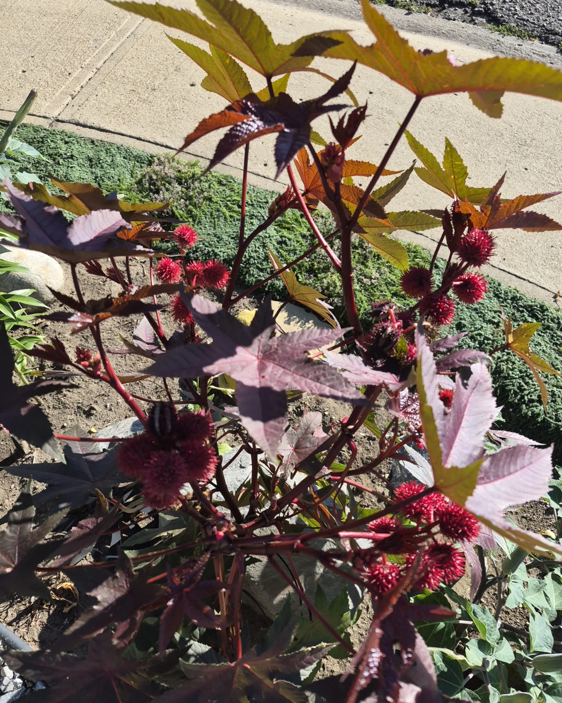Castor Bean Plant - photo 2