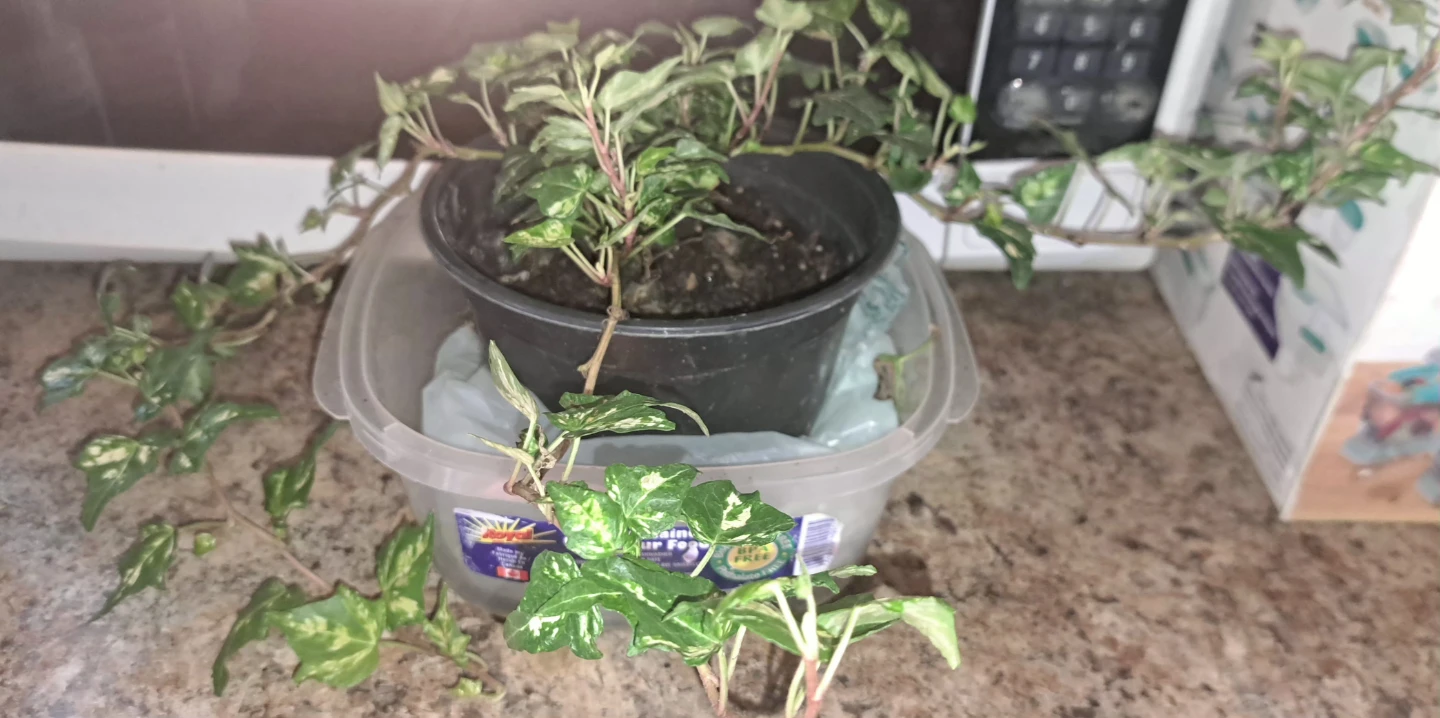 HOUSEPLANTS GALORE - photo 4