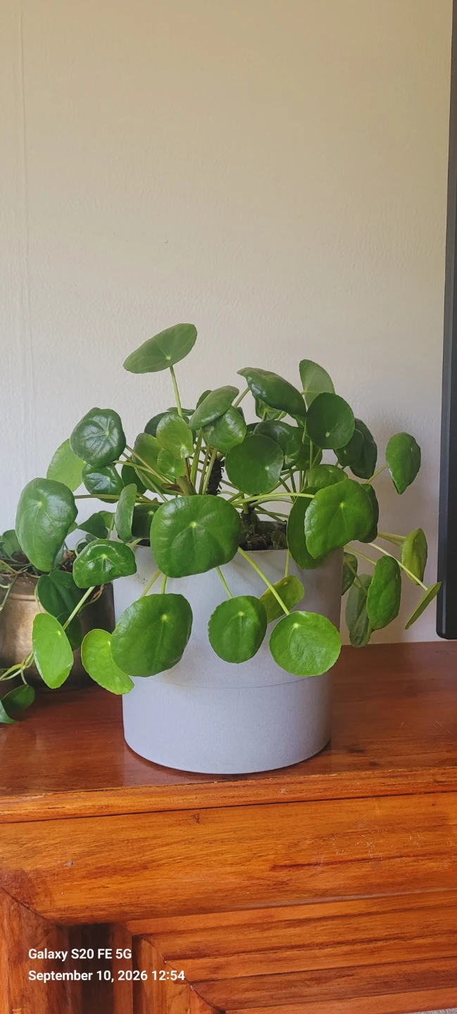 Pilea peperomioides in light grey pot