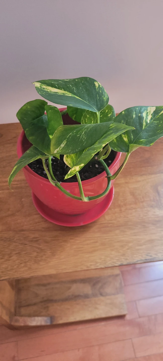 Pothos plant in red ceramic pot - photo 2