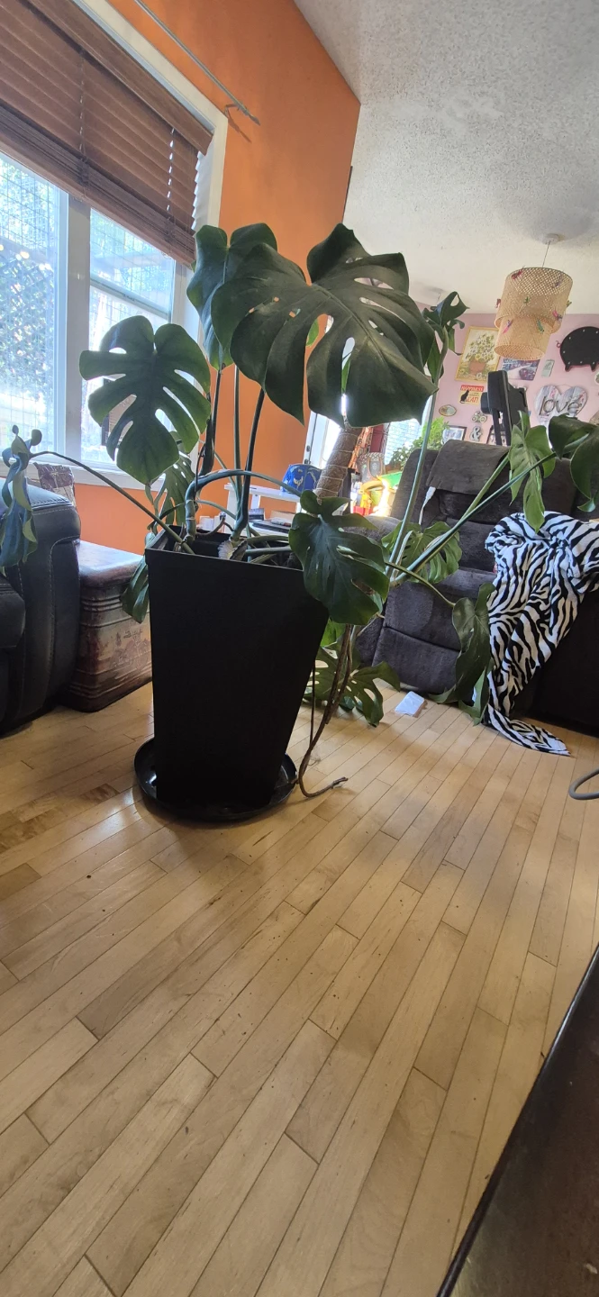 Mature Monstera Deliciosa with Huge Split Leaves $80 - photo 2