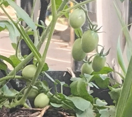 Tomato plant cutting already rooted and in soil. - photo 2