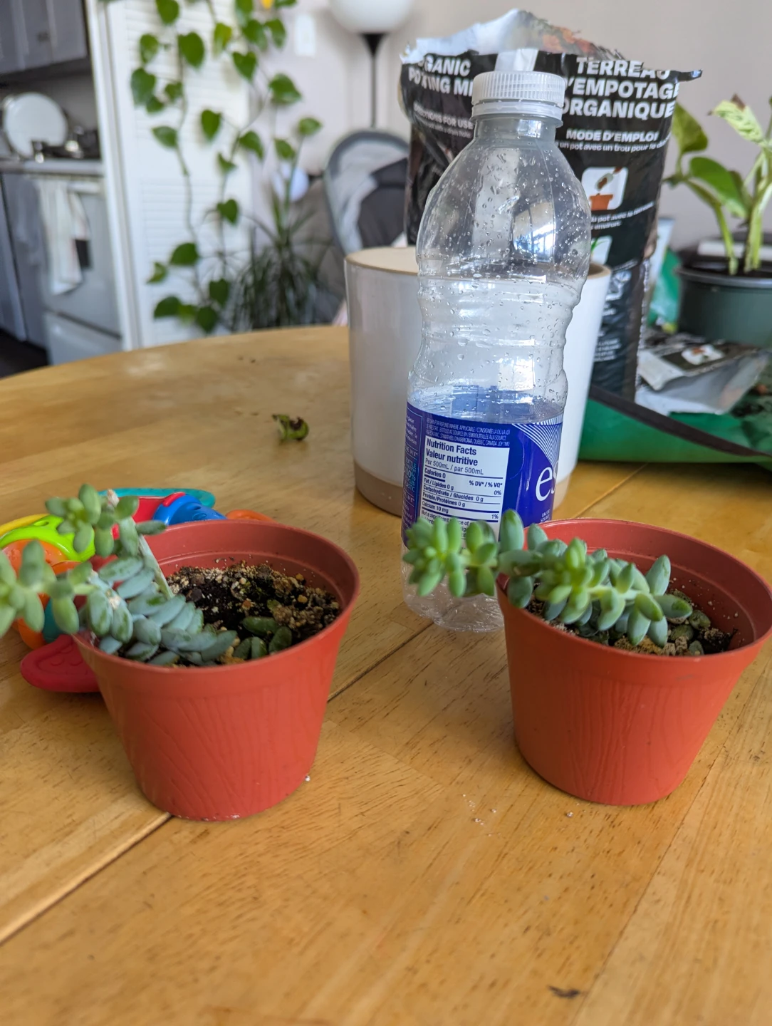 Two Small Succulents in Pots( burrows tail)