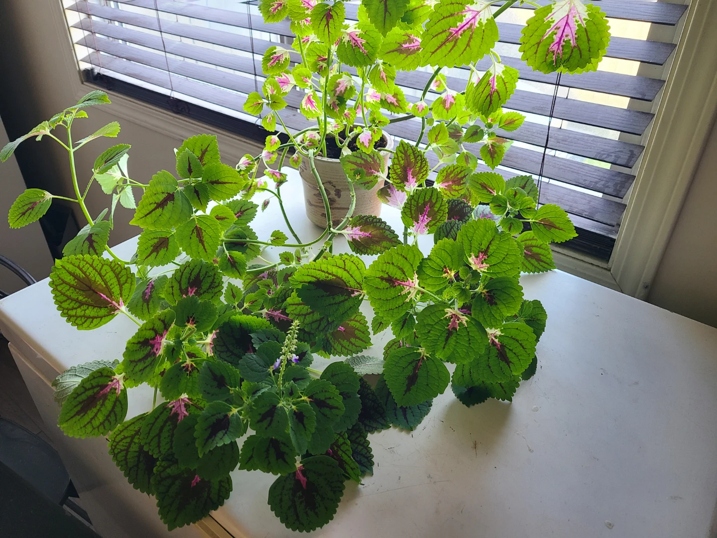 Large Coleus Plant