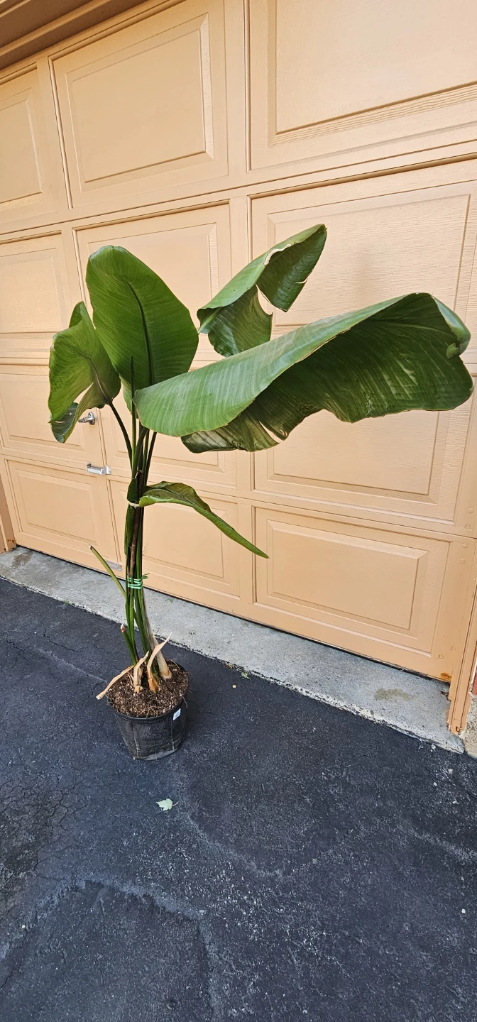 Large Bird of Paradise Plant