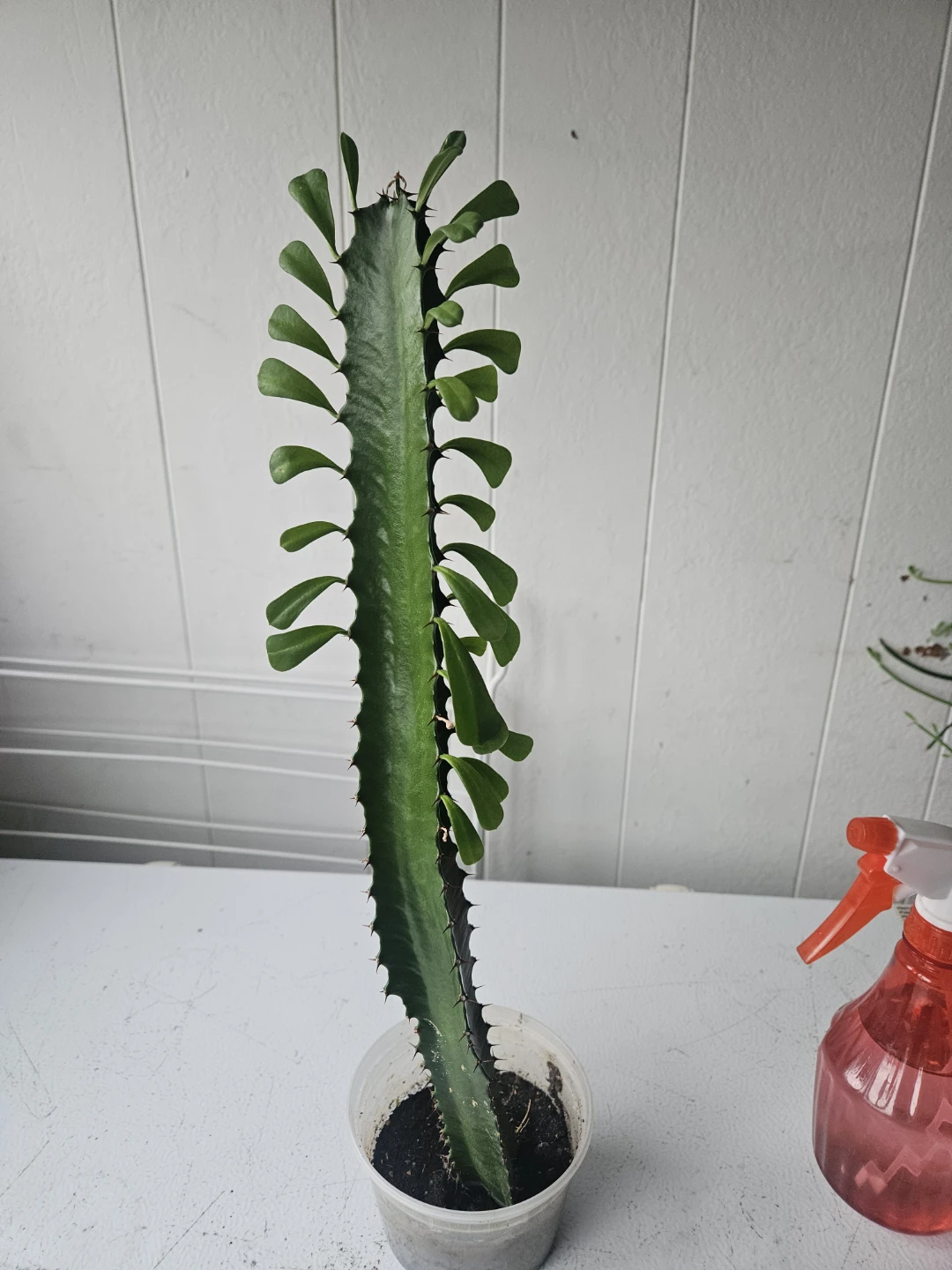 Euphorbia Trigona Cactus - photo 3