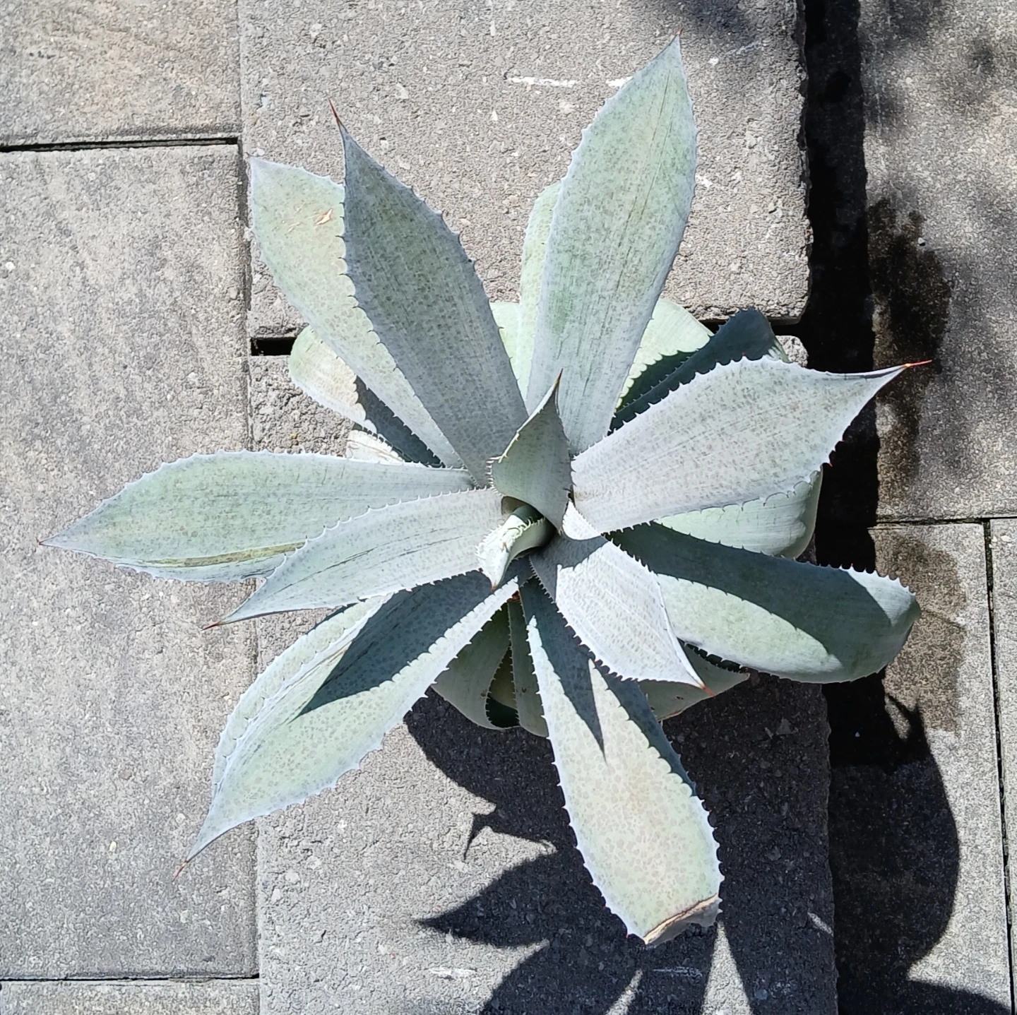 Large Rare Mangave 'Sponge Paint' Plant - photo 3