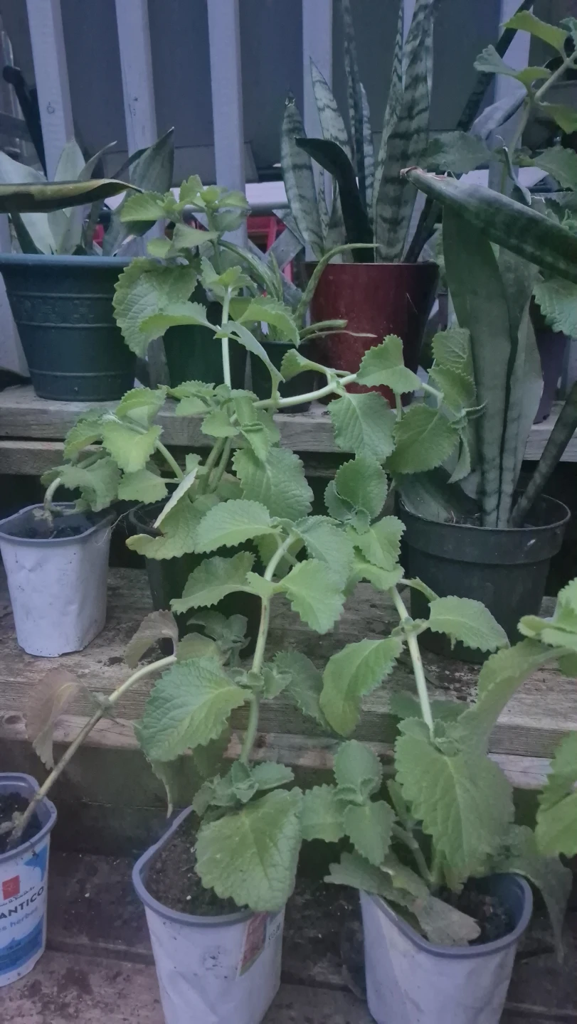 Home and Garden