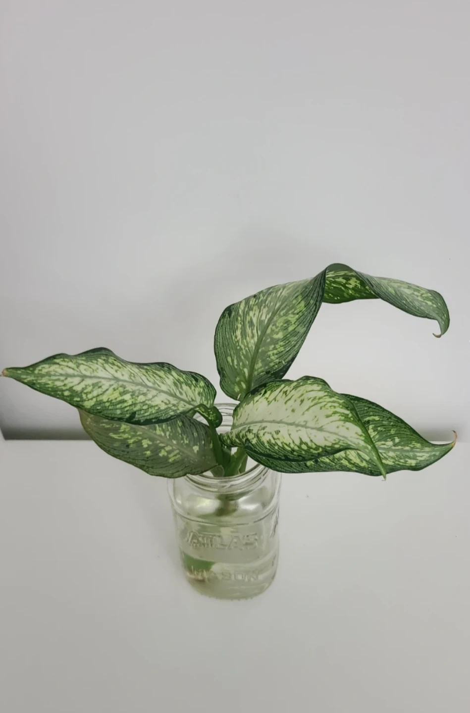 Dieffenbachia Plant Cutting - photo 3