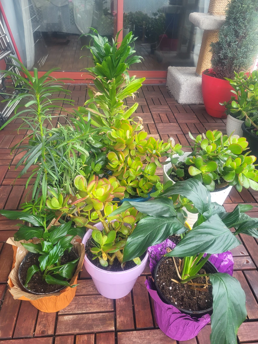 Assorted Indoor Houseplants