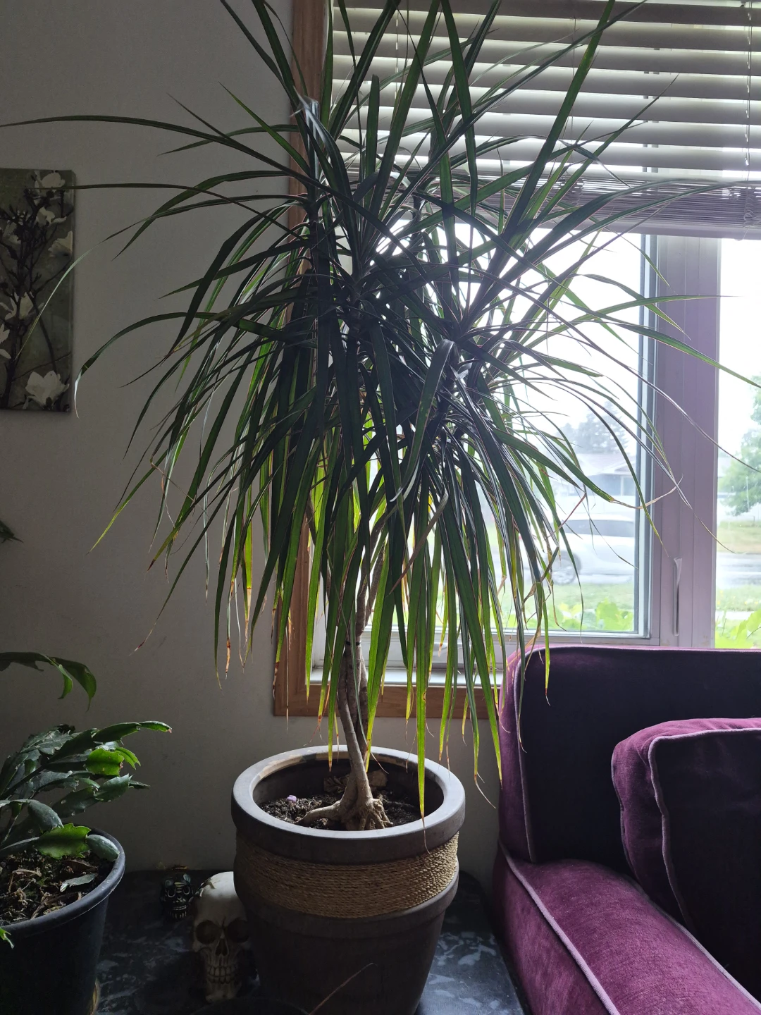 Dracaena Marginata Houseplant