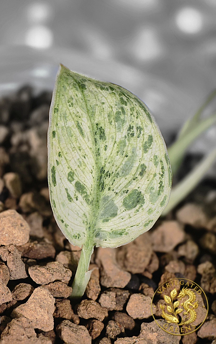 Scindapsus pictus Halimoon "Illuminated Manuscript" - photo 3