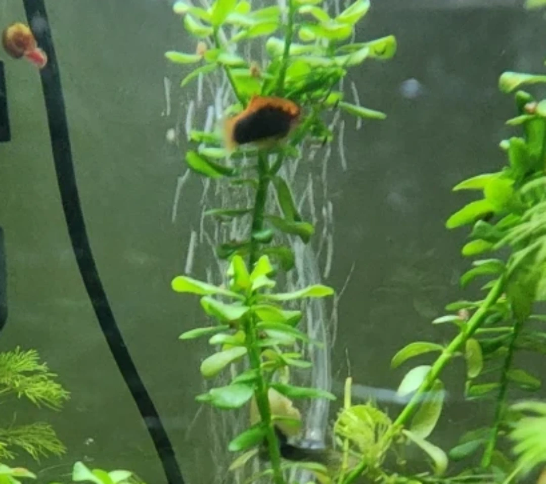 Live Aquarium Fish Platy - photo 3