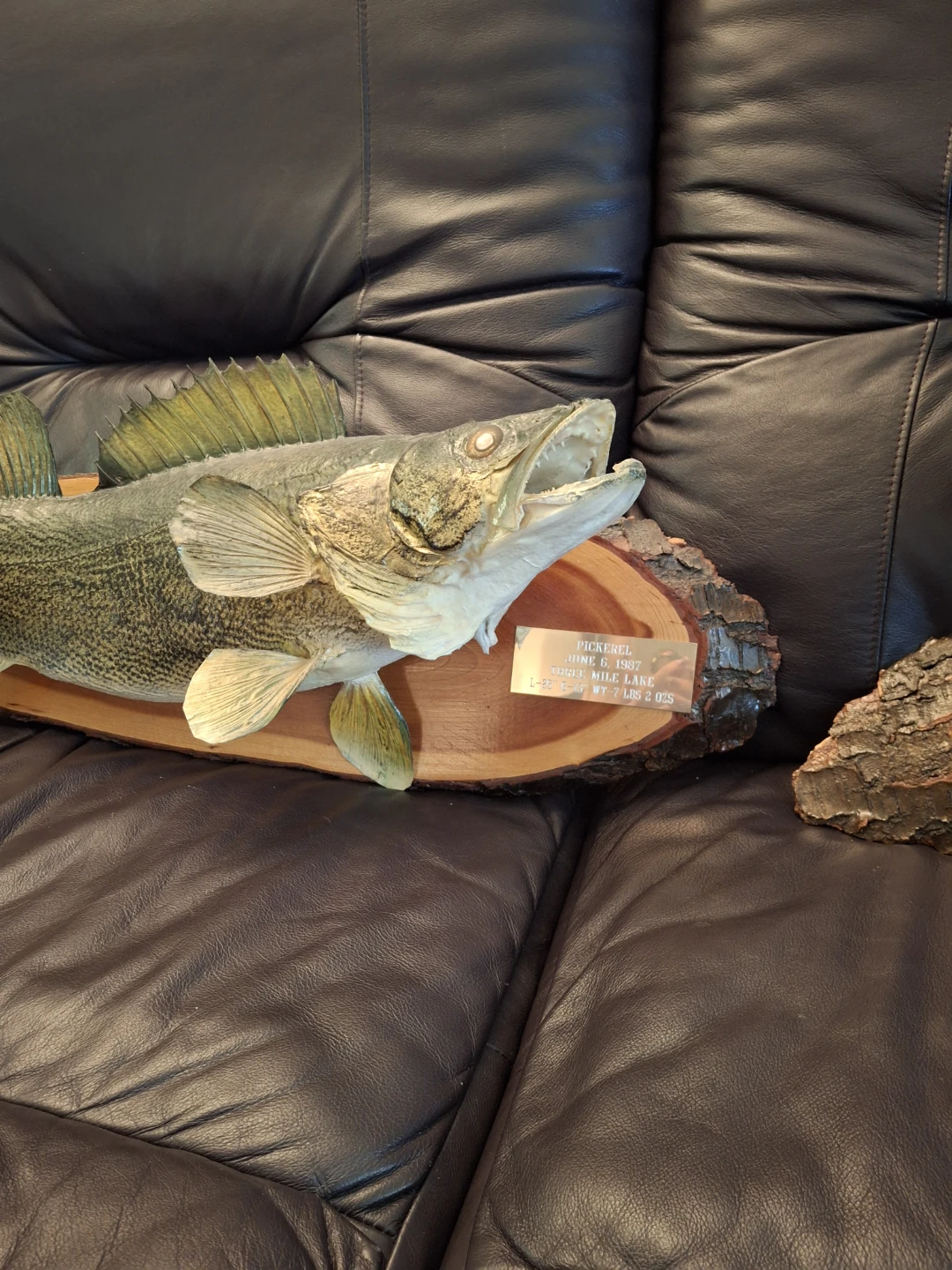 Taxidermy Pickerel Wall Mount