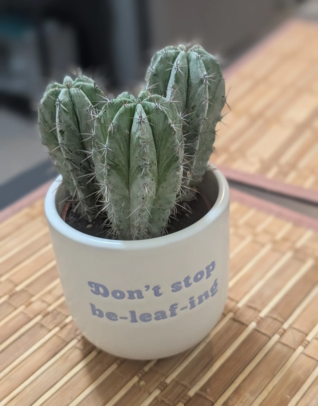 Collection of Potted Cacti - photo 3