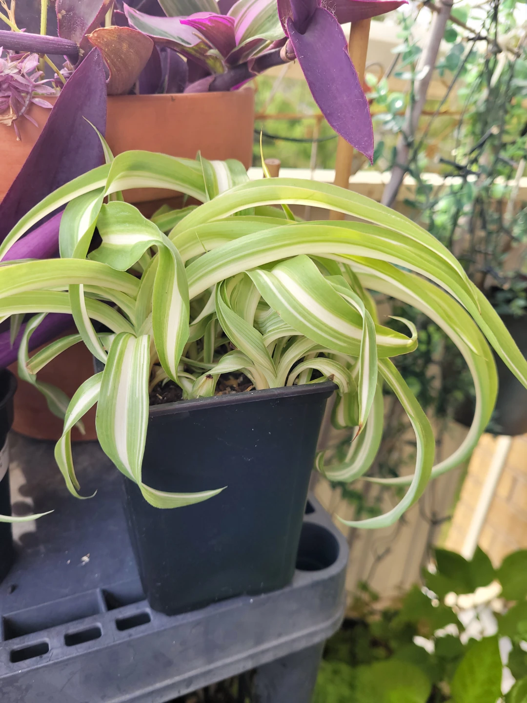 Variegated Spider Plant in Pot - photo 5
