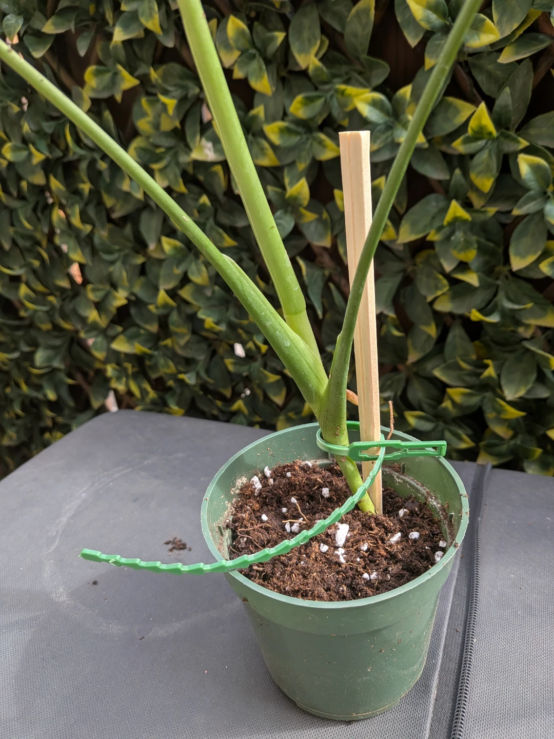 🌿Young Monstera Deliciosa Houseplant - photo 4