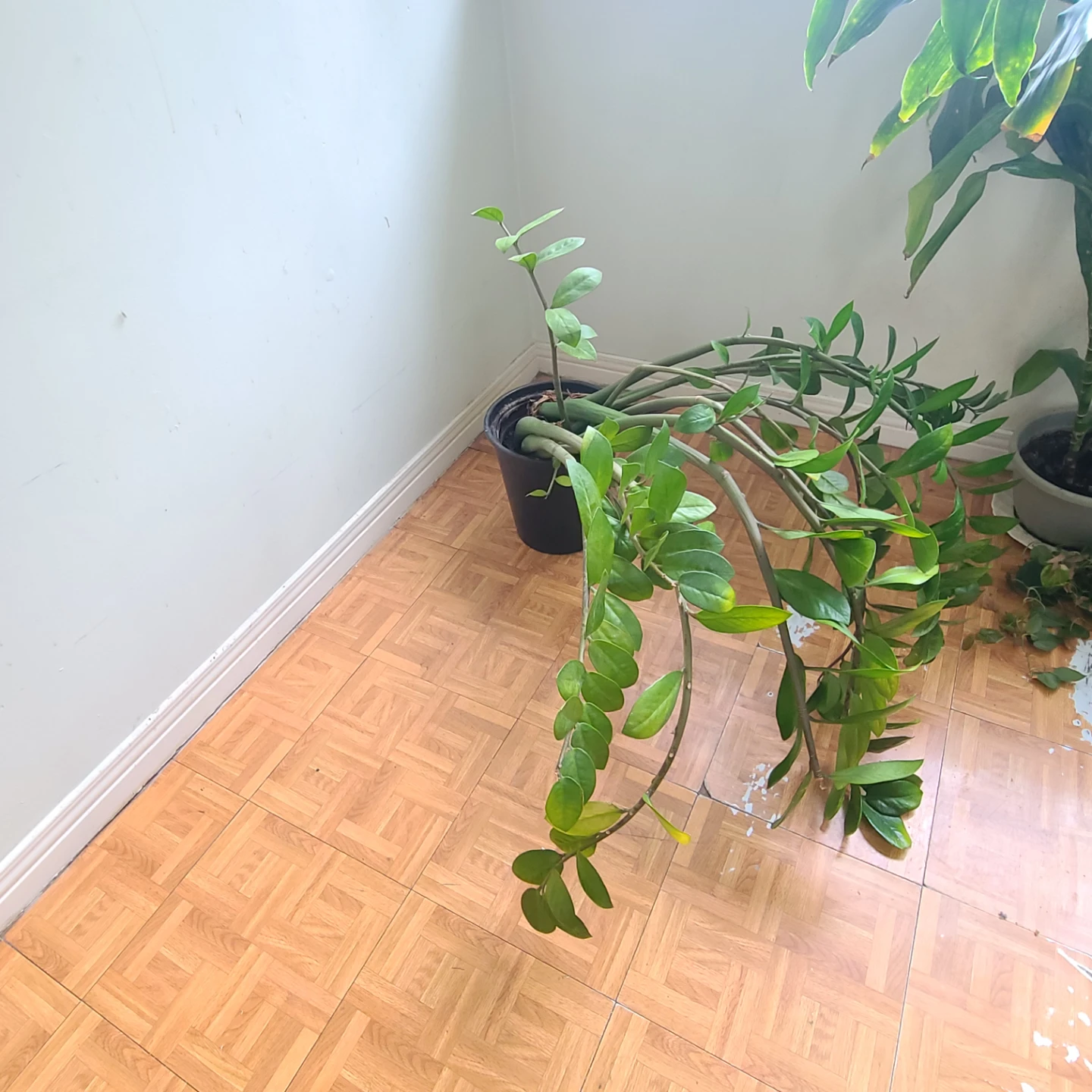 MOVING SALE! Large ZZ Plant - photo 2