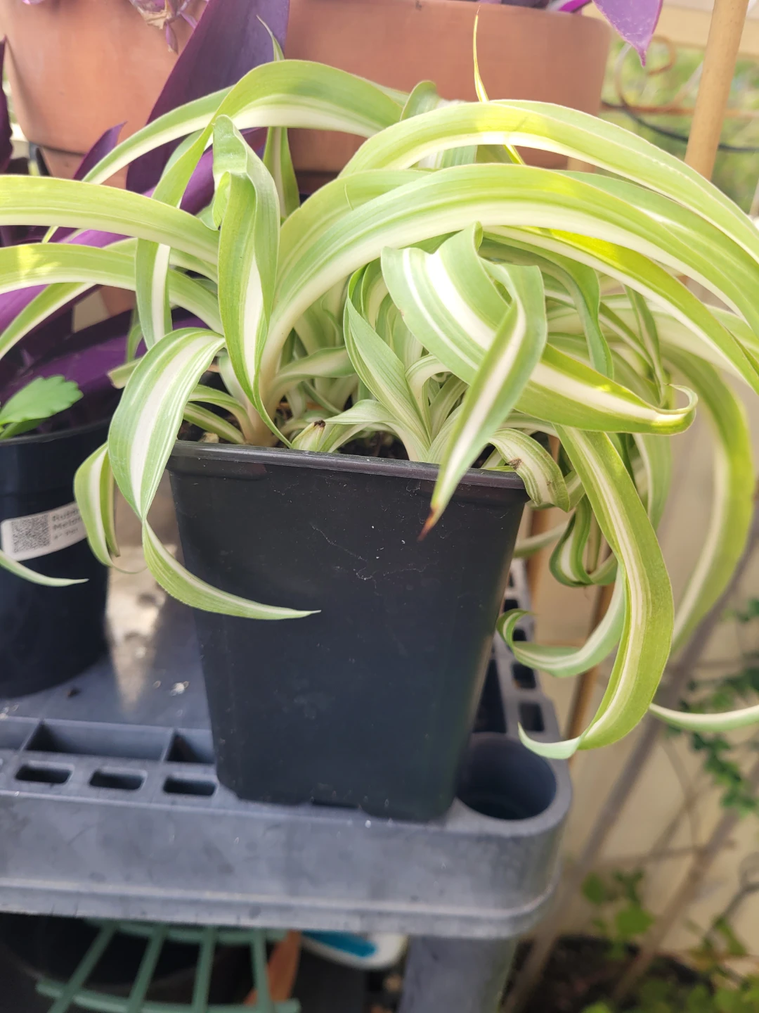 Variegated Spider Plant in Pot