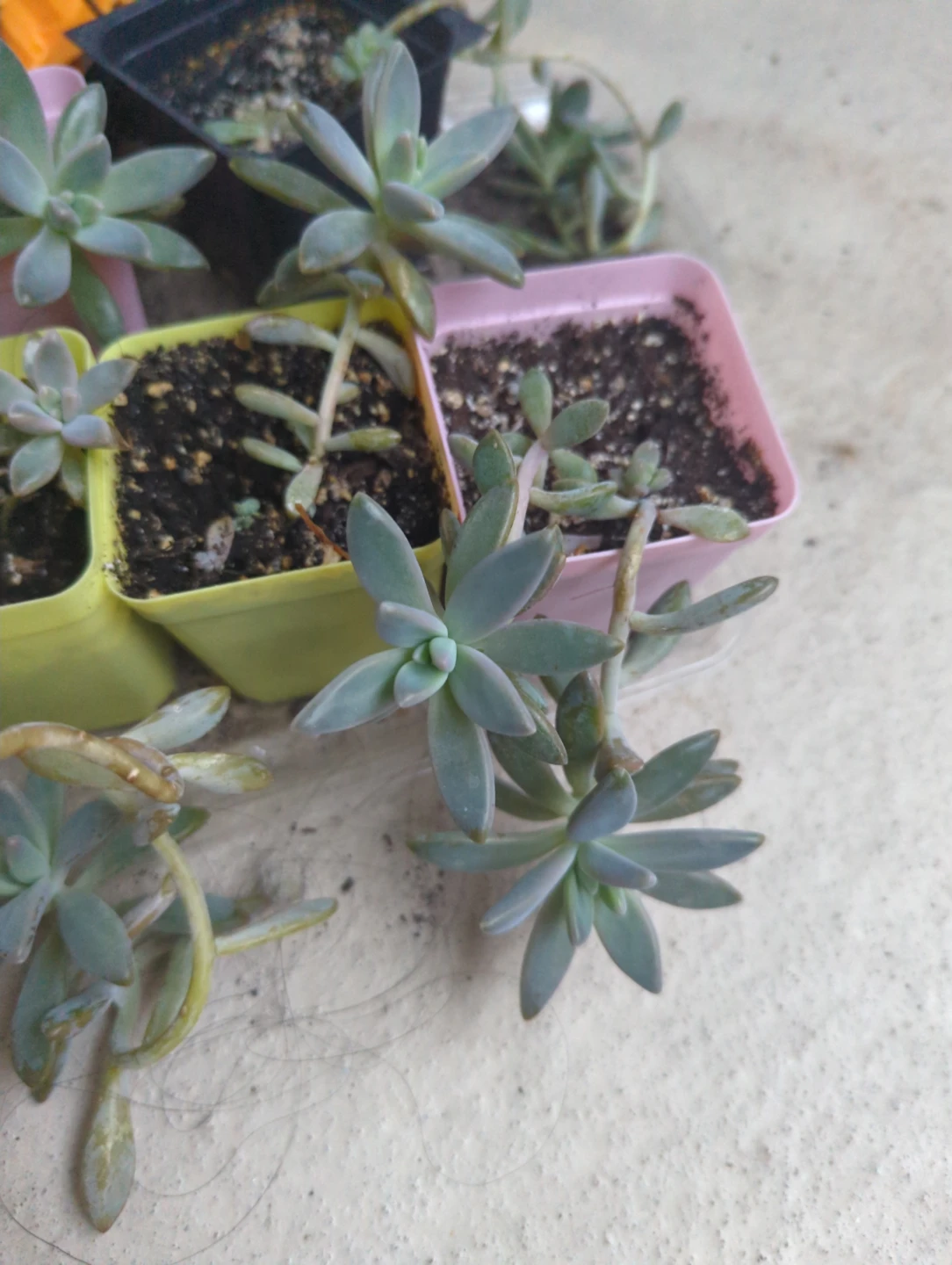 Succulent plants in small colourful pots