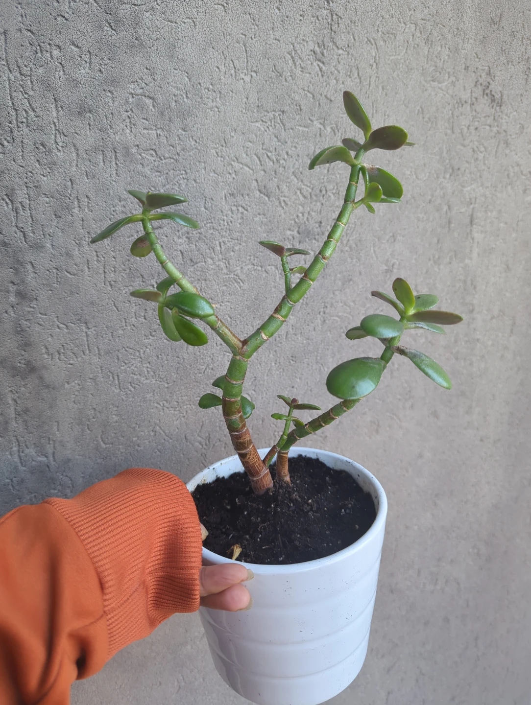 Jade Plant in White Pot