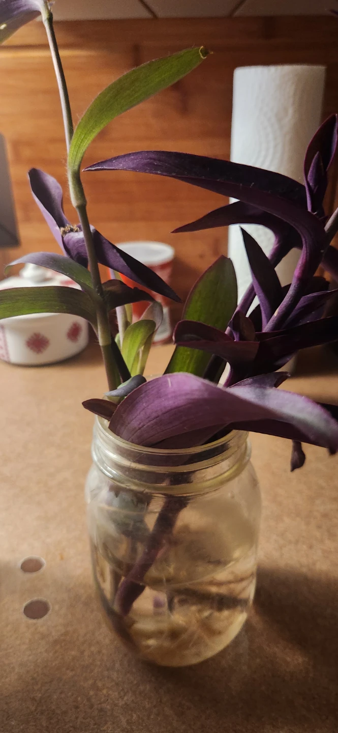 Tradescantia Zebrina Plant Cutting - photo 2