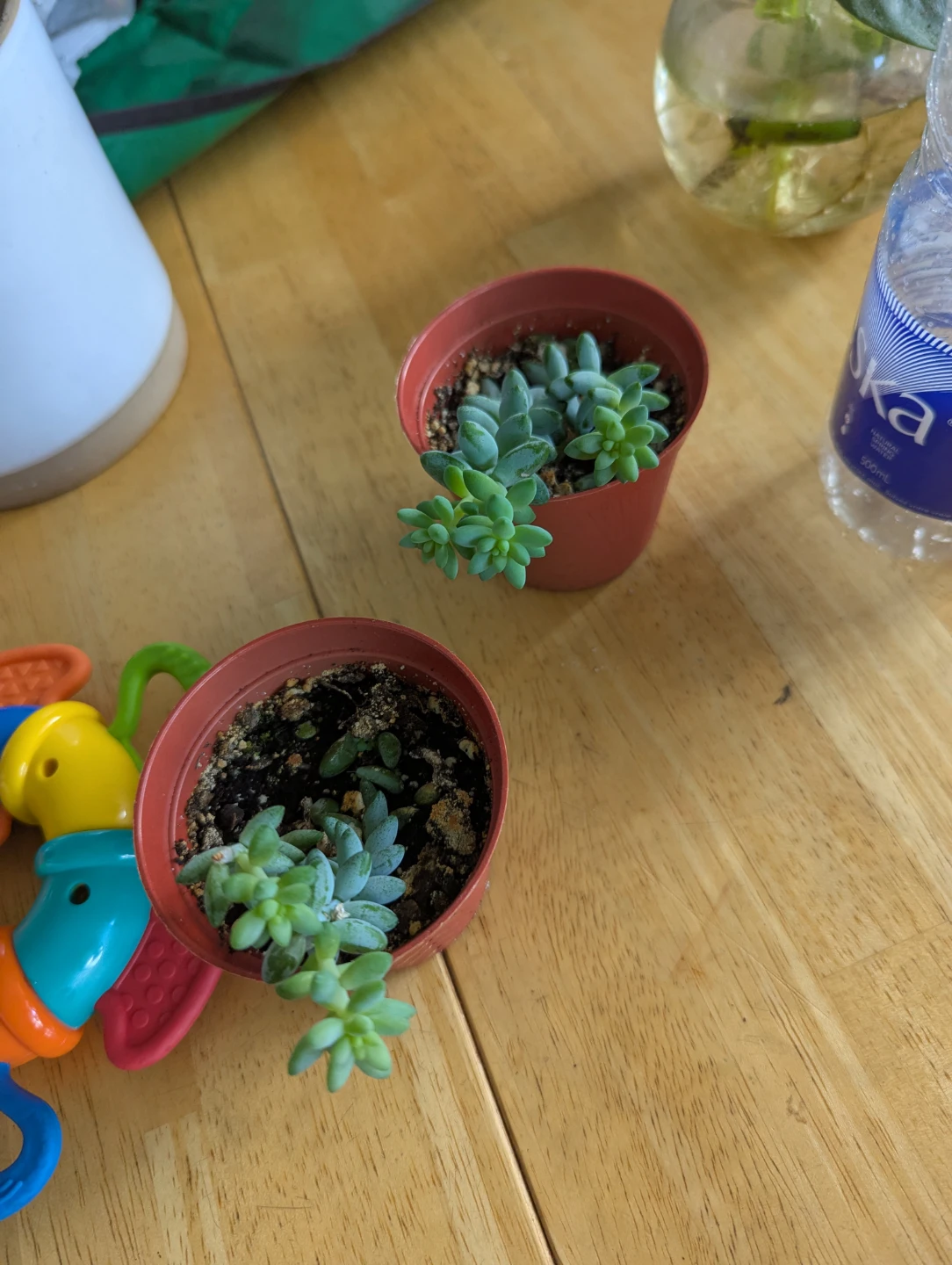 Two Small Succulents in Pots( burrows tail) - photo 2