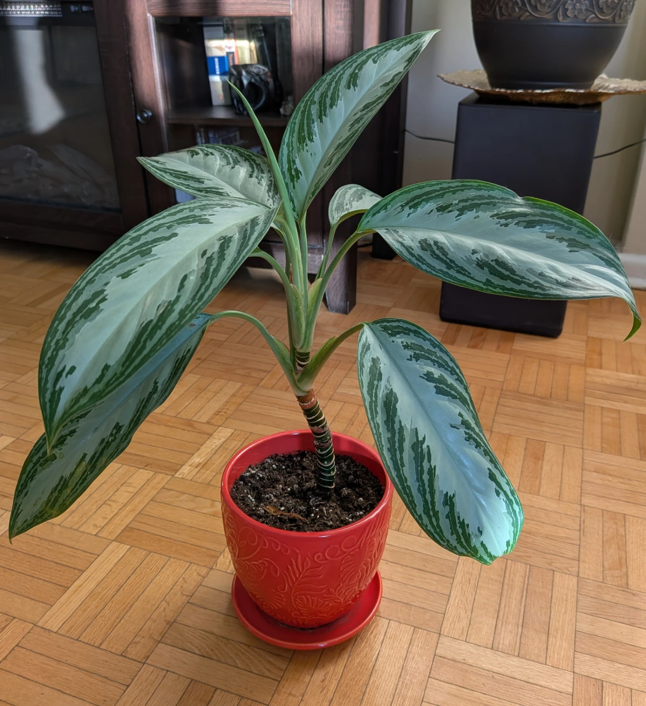 Aglaonema Healthy Plant in Orange Pot - photo 3