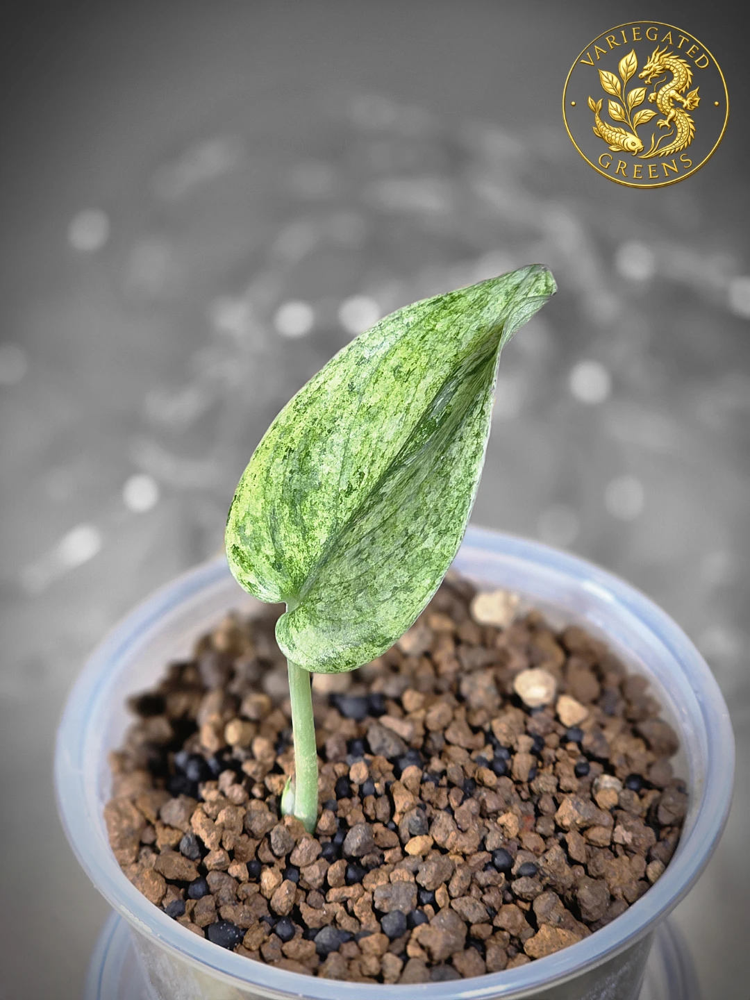 Scindapsus pictus Halimoon "Silent Current" - photo 3