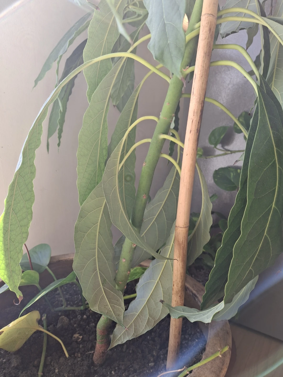 Potted Avocado Houseplant - photo 4