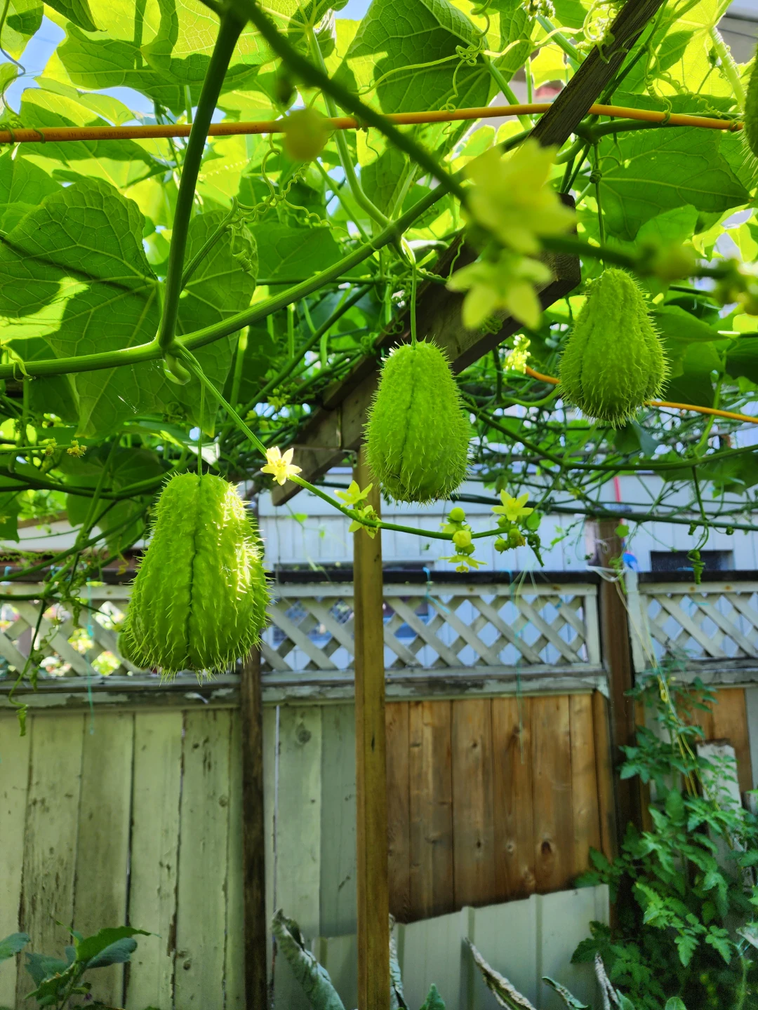 $1  Fresh On the Vine Chayote Squash - photo 2