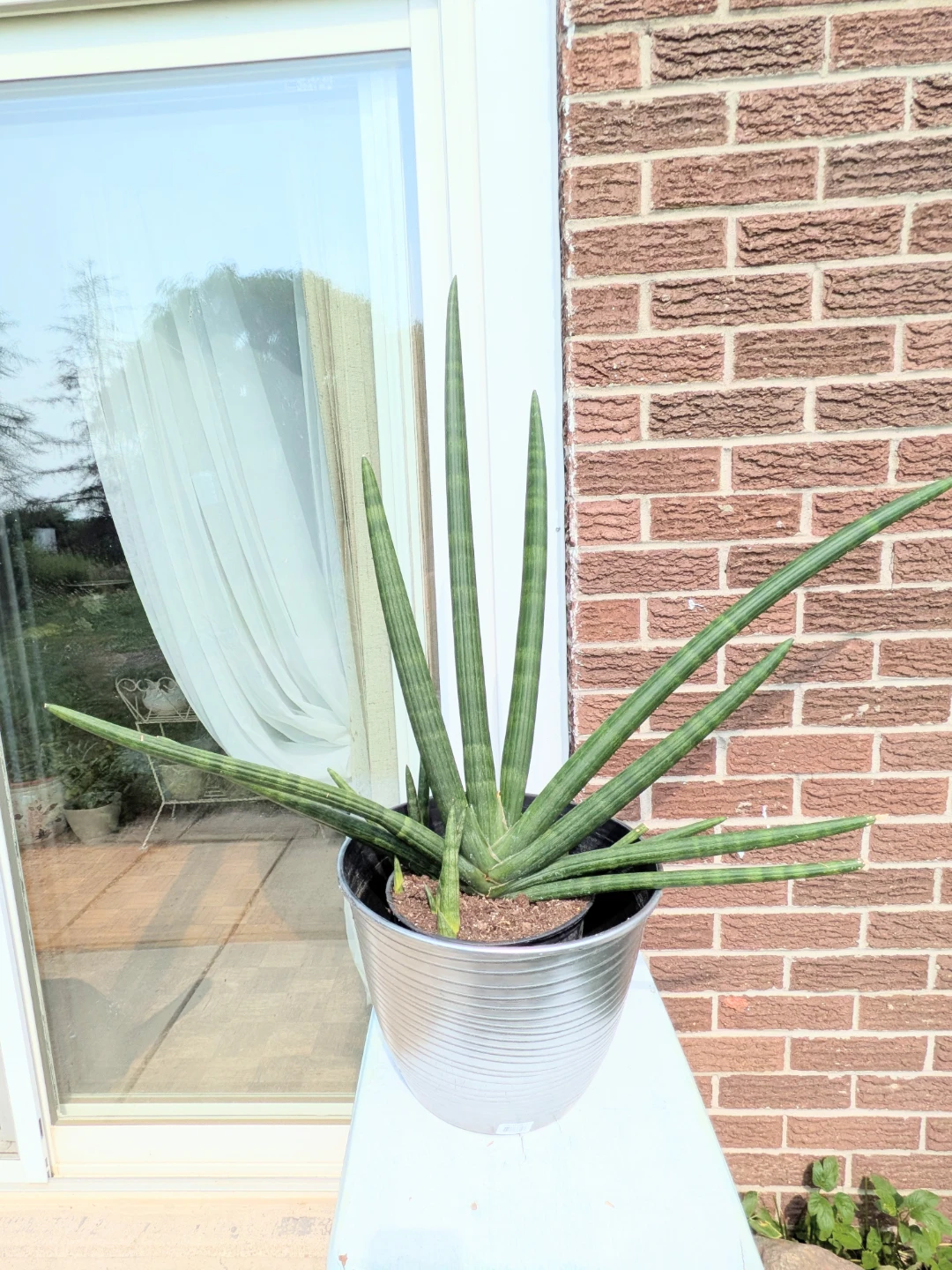 Sansevieria Cylindrica Plant in Pot - photo 4