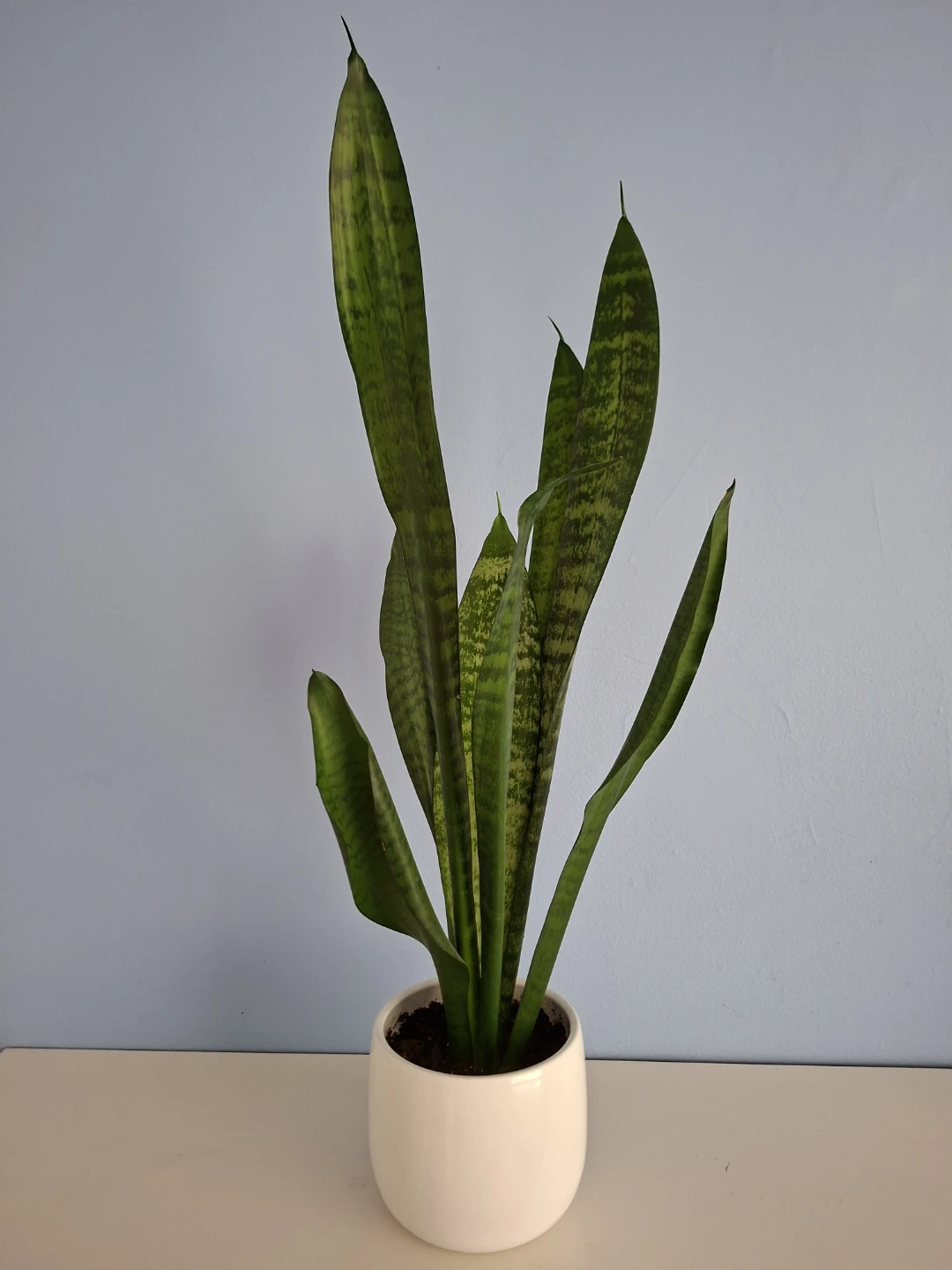 Snake Plant in White Ceramic Pot