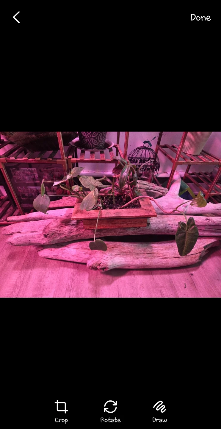 Rare and common plants in wooden planter 🏈