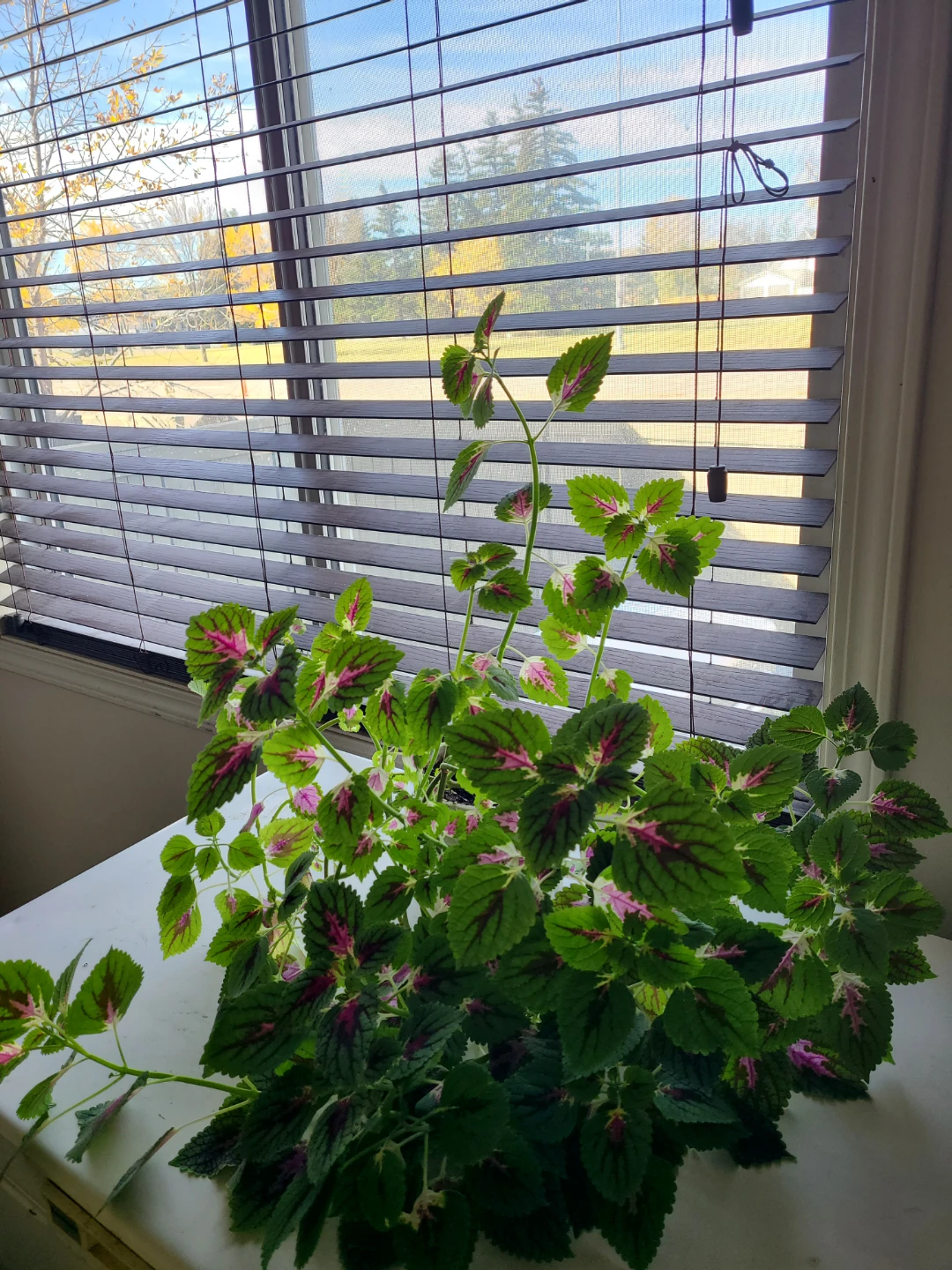 Large Coleus plant - photo 2