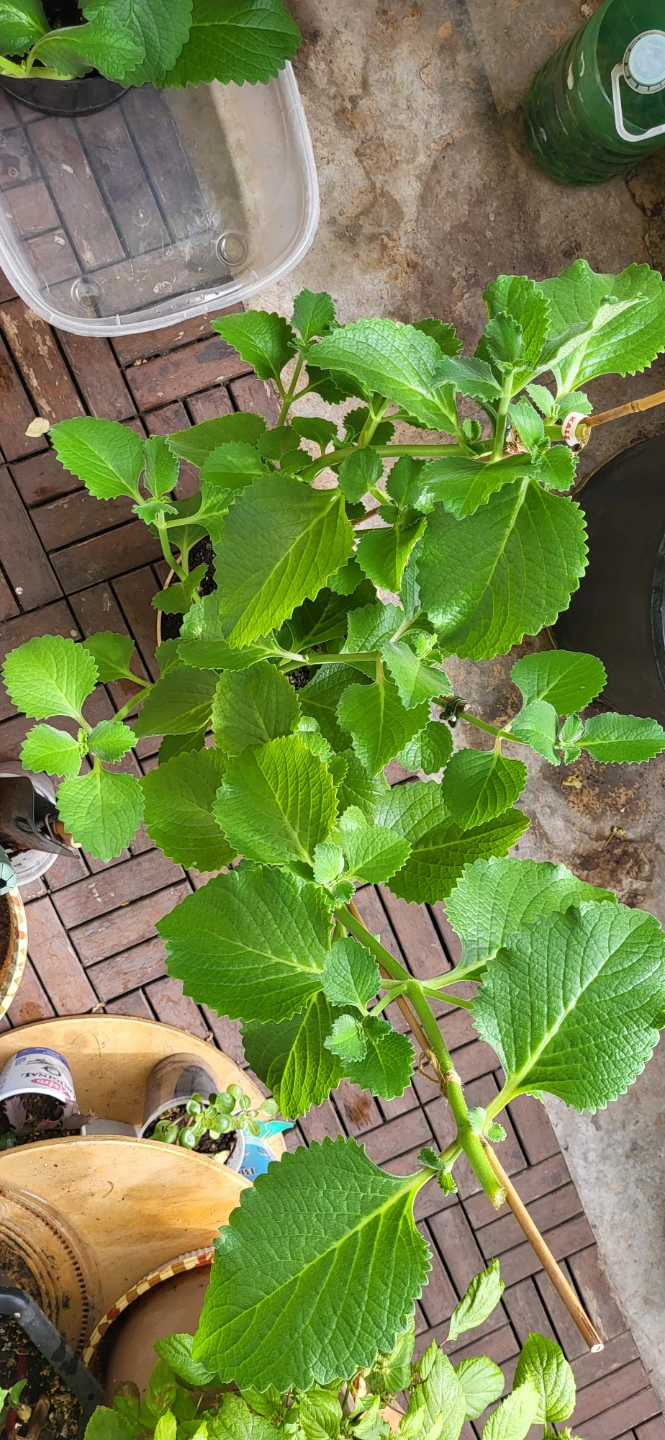 Mexican Mint/ Tần dày lá - photo 5