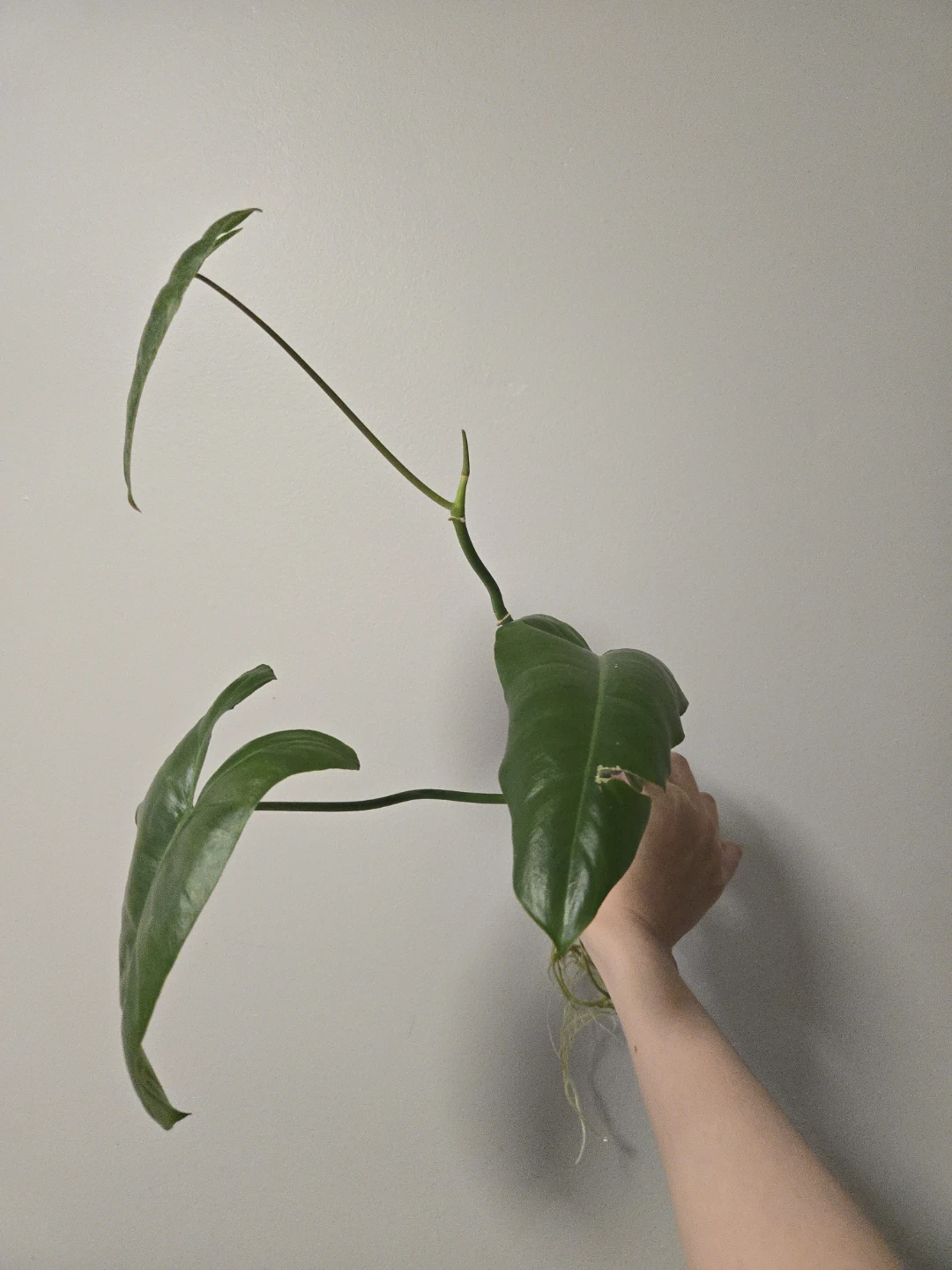 Philodendron Pariso Verde rooted cutting - photo 2