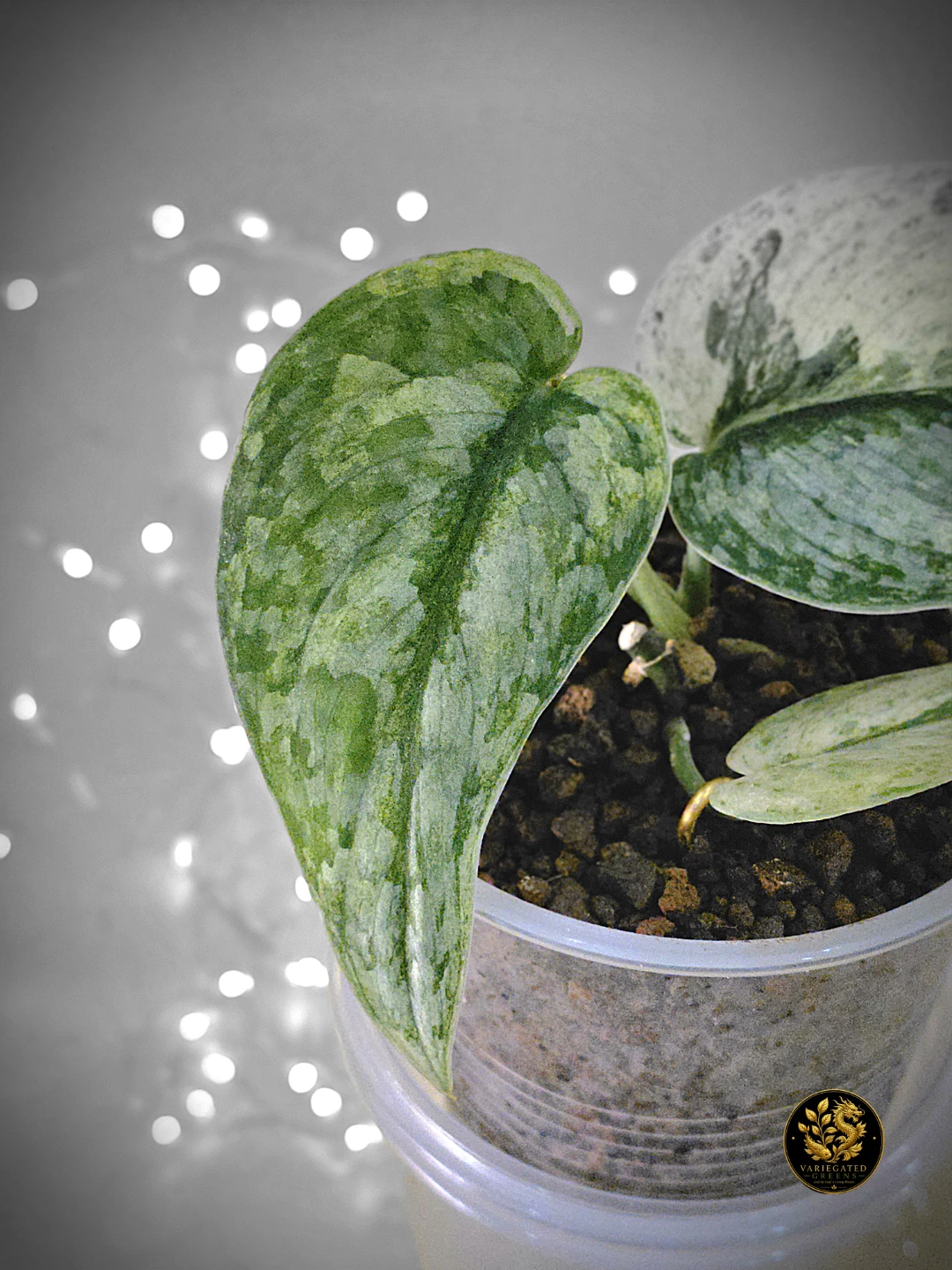 Scindapsus pictus Halimoon "Intricate Mosaic" - photo 3