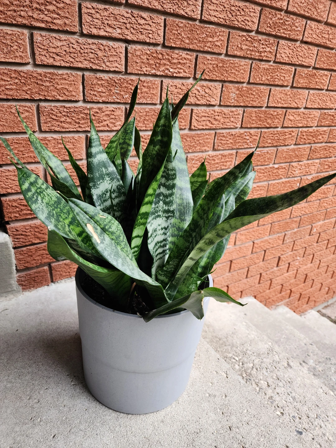 Snake Plant in Grey Pot
