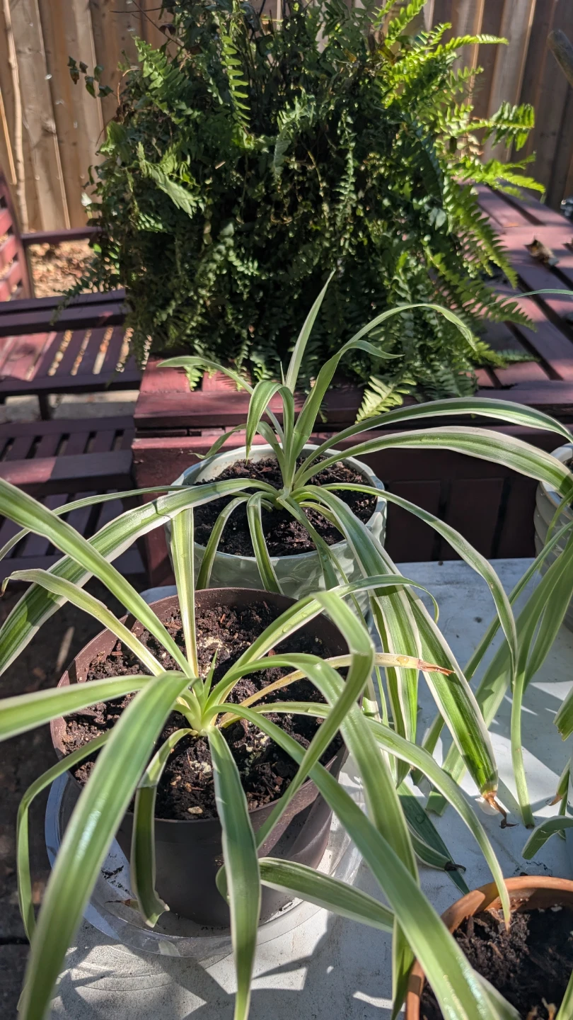 Potted Plants - photo 2