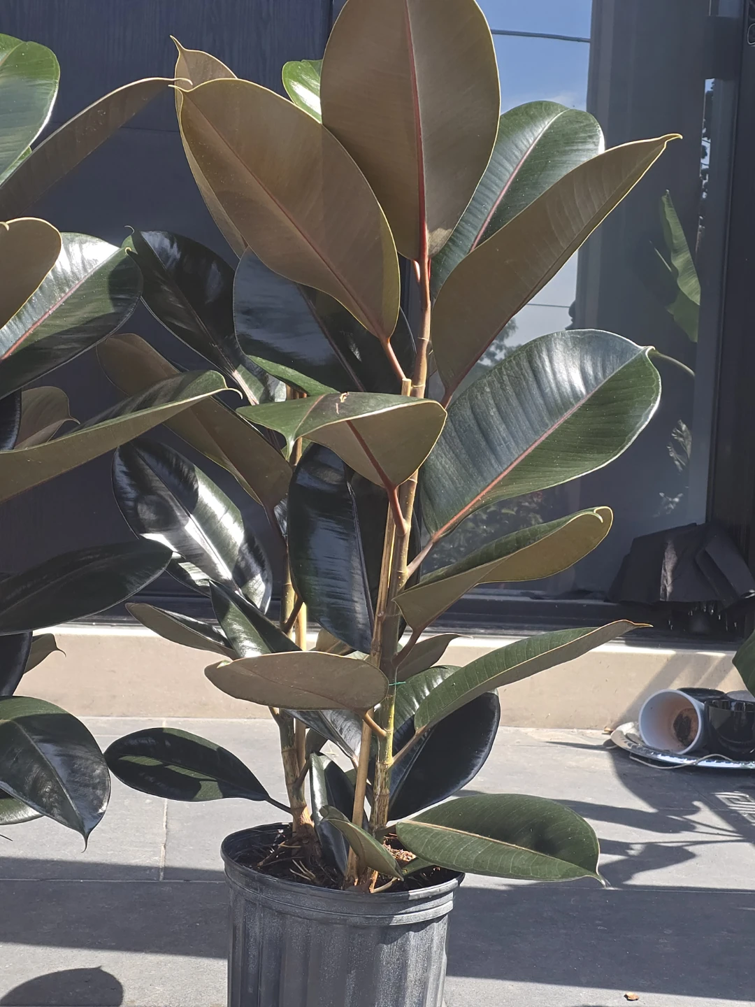 Rubber Plant (Ficus elastica)