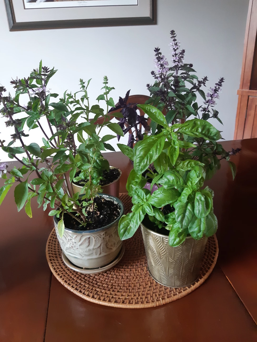 Scented Basil Plants