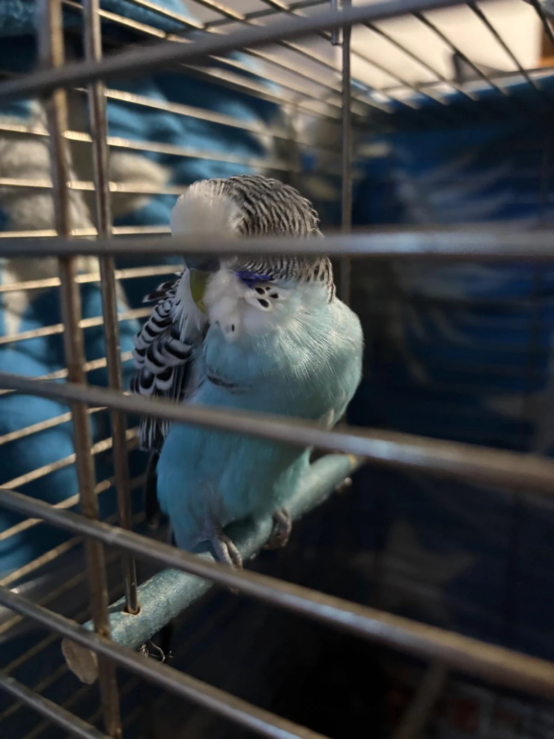 Budgie Bird Cage