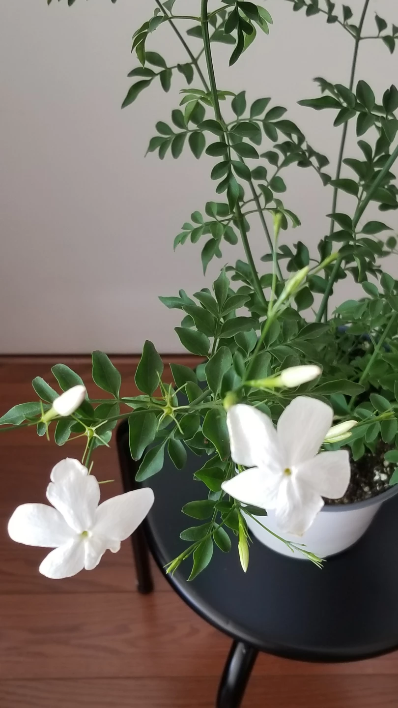 Jasmine Plant - photo 2